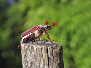 Cockchafer