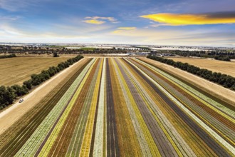 Large garden buttercups bloomed on the kibbutz field. Gorgeous striped flower field. Spring in