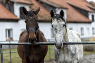 Two bay horses in a paddock on a farm in eastern Poland in Europe