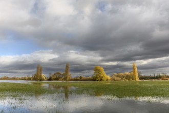 Flooded meadow after heavy rains. Autumn landscape. Bas-Rhin, Collectivite europeenne d'Alsace,