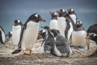 Gentoo penguin (Pygoscelis papua) with two chicks in a colony, Pebble Island, Falkland Islands,