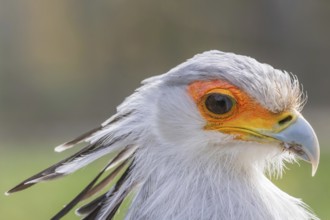 Secretarybird Close up portrait, African bird of prey (Sagittarius serpentarius)
