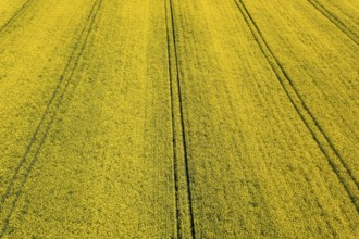 Aerial view of yellow rapeseed field. Aerial view agricultural fields