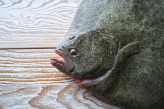 Turbot fish side view on white wooden table