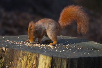 A stunning red squirrel perched on a tree stump, showcasing its bushy tail and alert demeanor