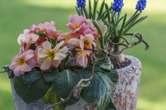 Pink and blue flowers in a rustic vase against a green background, Weseke, Borken, westphalia,