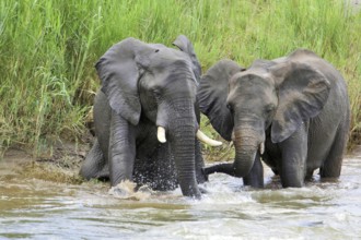 Young elephants bathing