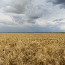 Golden wheat field and Storm clouds