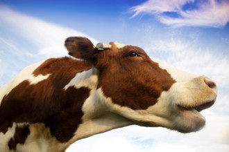 Funny and cheerful portrait of an Italian Red Spotted breed cow