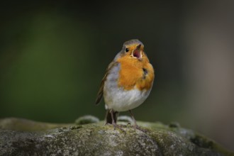 A small robin sits on a stone and sings with its beak wide open