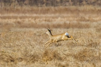 Wild roe deer in a field, spring time