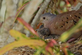 A dove is nurturing its chick in a nest amidst colorful leaves, Ruddy ground dove, Columbina