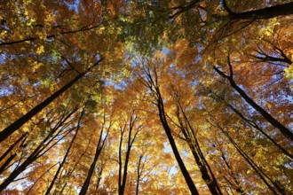 Nature, autumnal forest, view from below into the tree tops, Province of Quebec, Canada, North