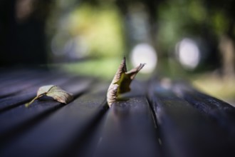 Autumn atmosphere, autumn leaves on a table in a park, Leoben, Styria, Austria, Europe