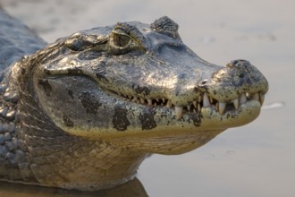 Caiman (Caimaninae), Crocodile (Alligatoridae), crocodile (Crocodylia), animal portrait, mouth