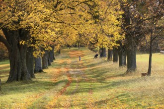 View through the avenue of lime trees on Friedenshöhe in Flacht
