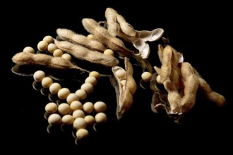 Soybeans forming Yen symbol. Soybean market. Agriculture Soybean pods