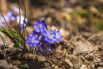 Liverleaf that bloom in early spring