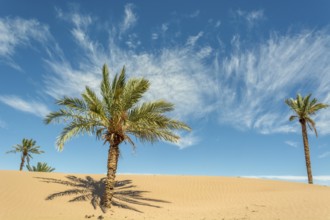 Palm in the desert oasis in morocco sahara africa dune