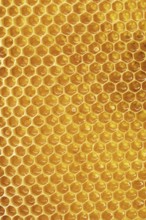 Honey with honeycombs in cells, background of bee frames, shine of honey in the sun