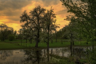 Spring trees in the nature reserve in Germany