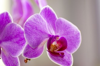 A pink orchid in bloom