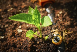 Pepper sprout seedling plant on orchard homestead soil