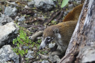 Coati ring Tailed Nasua Narica animal in South America