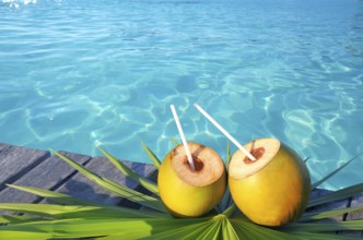Coconuts cocktail palm tree leaf in Caribbean tropical sea