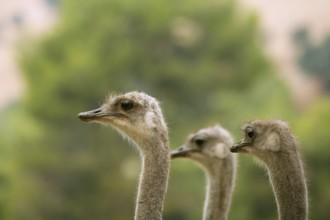 Ostrich portrait outdoor three neck and heads in a row