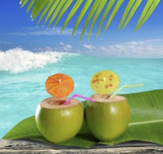 Fresh tender green coconuts straw cocktails on tropical caribbean beach