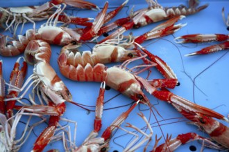 Mediterranean crustacean, Nephrops Norvegicus in red and white