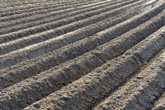 Prepared soil for potatoes in spring