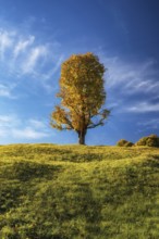 Single big tree with fall colors in the alps with blue sky near Garmisch-Partenkirchen