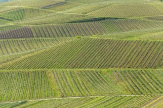 Vines flourishing on stony and volcanic soils. This gives excellent wines with a particularly