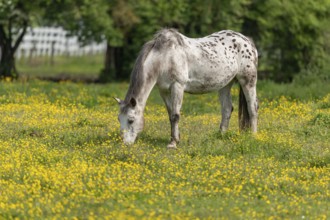 Horse in a green pasture filled with yellow buttercups. Bas-Rhin, Collectivite europeenne d'Alsace,