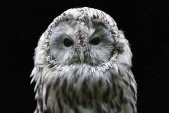 Ural owl (Strix uralensis) . Nocturnal owl on black background