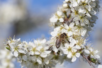 Honey bee collecting pollen from flowers. Spring nature. Bee collects nectar from the white flowers