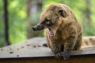South American Coati (Nasua Nasua)
