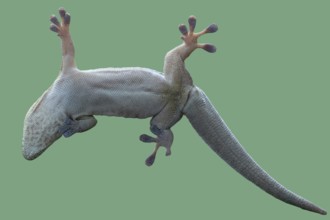 Bottom view of a gecko. Standing's day gecko, Phelsuma standingi