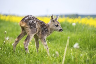 Young wild roe deer in grass, Capreolus capreolus. New born roe deer, wild spring nature