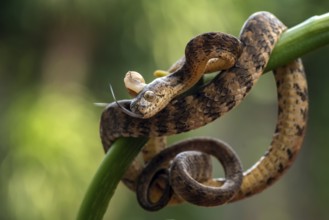 Slug eating snake with its prey