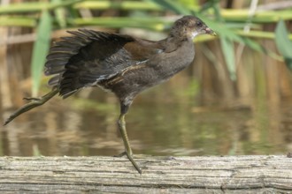 Young common moorhen (Gallinula chloropus) stretching its wings on a tree trunk in a river.