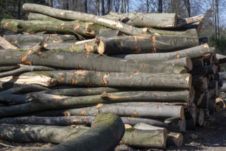 Pile of firewood in the forest