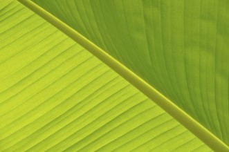 Green Leaf close-up, Close-up of a vibrant green banana leaf showing its texture and natural