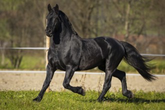 Friesian stallion in the pasture in autumn