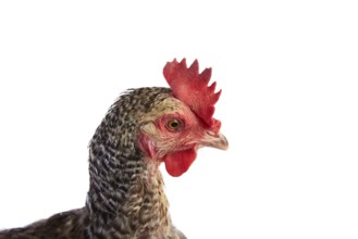 Coucou Cou Marans hen original from France on white background