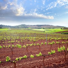 La Rioja vineyard fields by The Way of Saint James in Logrono