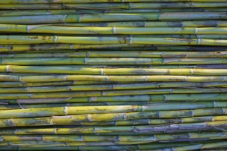 River green cane harvest texture pattern background in Valencia Parc de Turia of Spain