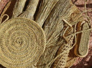Esparto halfah grass used for crafts as cords basketry and espadrilles